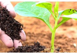 ORGANIC SOIL CONDITIONER