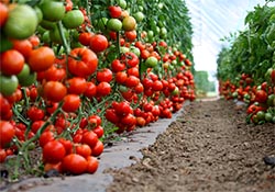 Tomato puree (Tomato concentrate)